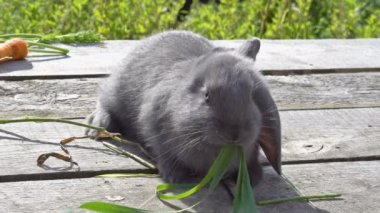Şirin bir gri tavşan SAP yiyor. UHD - 4k
