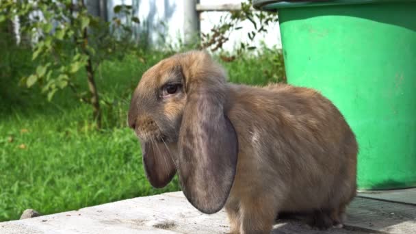 En diskett eared röd kanin på träplankor. Uhd - 4k — Stockvideo