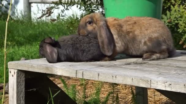 Les lapins rouges et noirs à oreilles volantes sur les planches de bois. UHD - 4K — Video