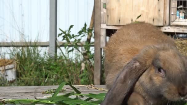 Yumuşak ve sarkık kulaklı kırmızı tavşan ahşap plakalar üzerinde. UHD - 4k — Stok video