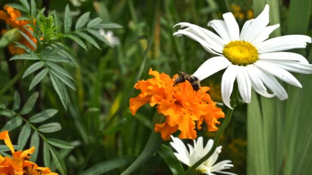 Een honingbij (honingbij) is het drinken van nectar op een bloem. UHD - 4k — Stockvideo