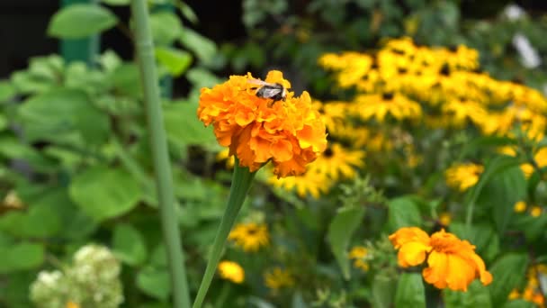 A mézelő méh (méh) egy virág nektárjából iszik. Uhd - 4k — Stock videók