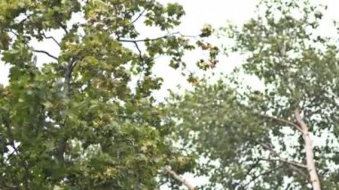 Bir akçaağaç yağmur altında. UHD - 4k
