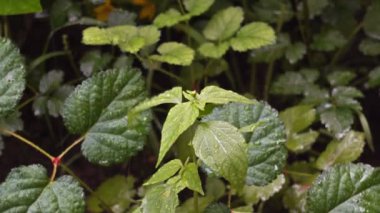 Çiçek yağmur altında bırakır. UHD - 4k