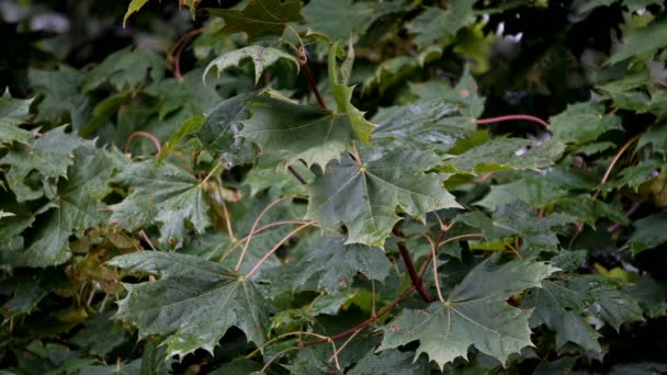 Maple lämnar i regnet. Närbild. UHD - 4k — Stockvideo