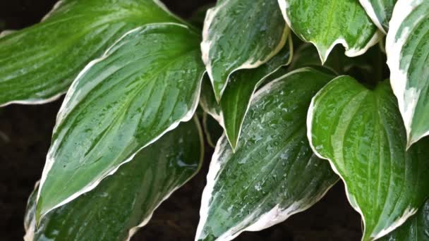 La flor hosta se va bajo la lluvia. Primer plano. UHD - 4K — Vídeos de Stock