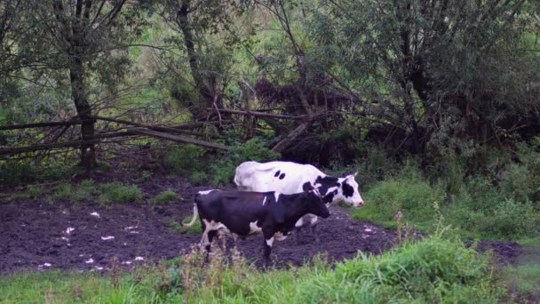 Dos vacas están pastando en un pasto. UHD - 4K — Vídeo de stock