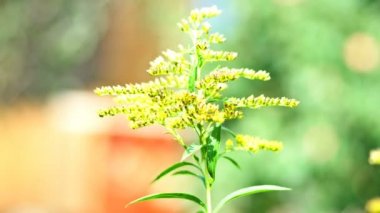 Ortak rüzgarda (solidago virgaurea) Altın Başak. Yakın çekim. UHD - 4k