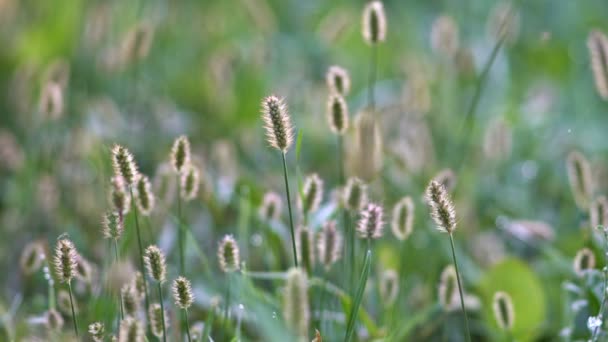 Timothy-hierba (Phleum pratense) en el viento. Primer plano. UHD - 4K — Vídeo de stock