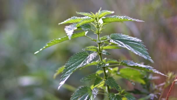 Крапива (urtica dioica) на ветру. Крупный план. UHD - 4K — стоковое видео