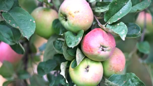 Um ramo de maçãs ao vento. Close-up. UHD - 4K — Vídeo de Stock