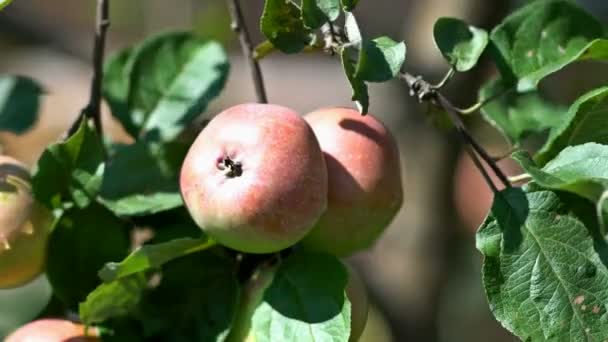 Una rama de manzanas en el viento. Primer plano. UHD - 4K — Vídeos de Stock