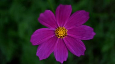 Rüzgar bir pembe cosmos çiçek. Yakın çekim. UHD - 4k