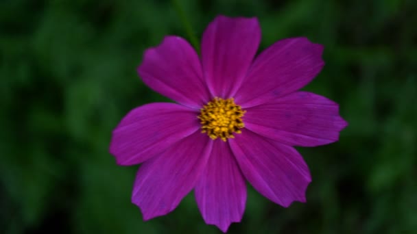 Uma flor de cosmos rosa ao vento. Close-up. UHD - 4K — Vídeo de Stock