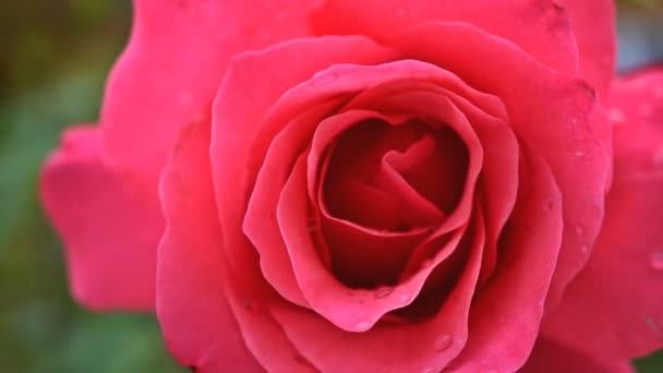 A wet rose in the wind. Close-up. UHD - 4K — Stock Video