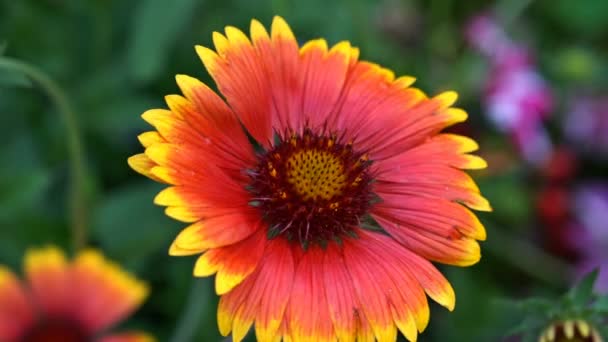 A gaillard (blanket flower) in the wind. Close-up. UHD - 4K — Stock Video