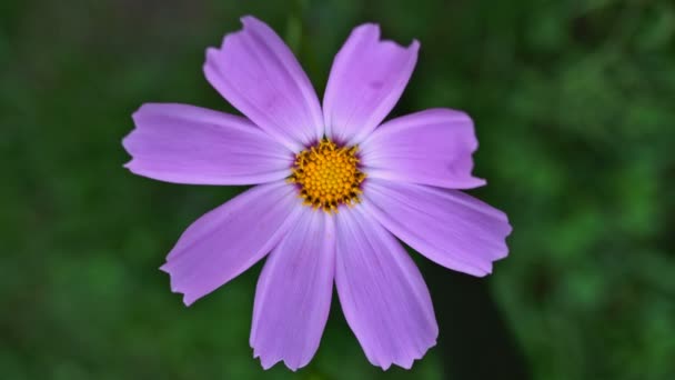 Una flor de cosmos violeta en el viento. Primer plano. UHD - 4K — Vídeo de stock