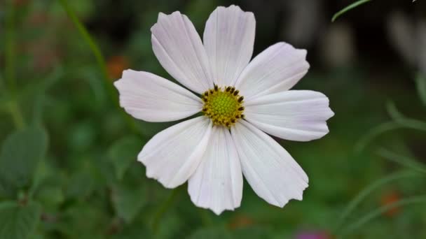 En vit cosmos blomma i vinden. Närbild. UHD - 4k — Stockvideo