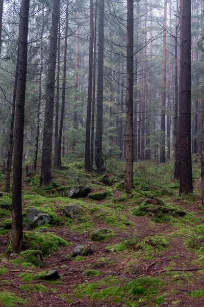 Hermoso Bosque Niebla Los Cárpatos — Foto de Stock