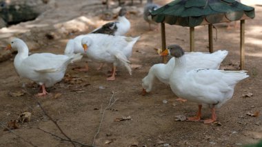 Çiftlikteki beyaz kaz