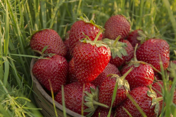 Strawberries on the grass — Stock Photo, Image