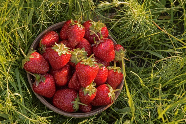 Erdbeeren auf dem Gras lizenzfreie Stockbilder