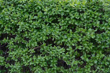 Yapraklarda yeşil çit