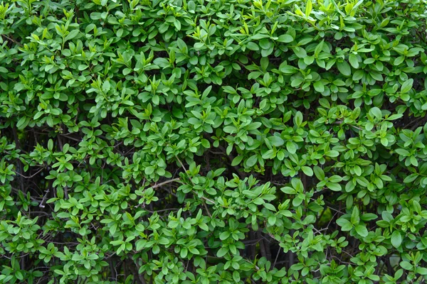 Folhas em uma cerca verde — Fotografia de Stock
