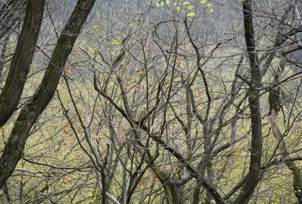 Muitos ramos com folhas verdes — Fotografia de Stock