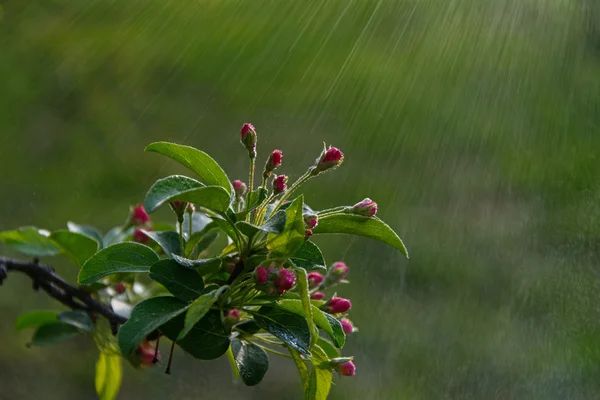 Árvore da flor na chuva — Fotografia de Stock