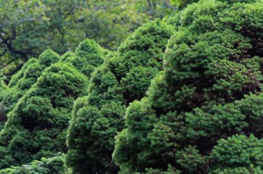 Köknar, yeşil arka plan 