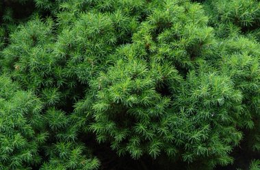 Köknar, yeşil arka plan