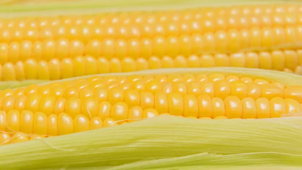 Kilku młodych corncobs — Zdjęcie stockowe