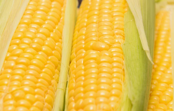 Several young corncobs — Stock Photo, Image