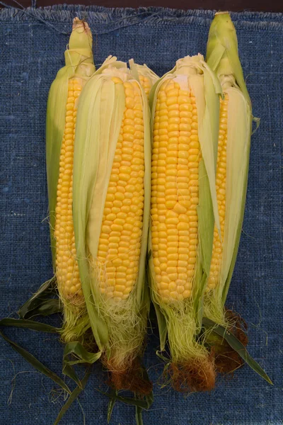 Several young corncobs — Stock Photo, Image