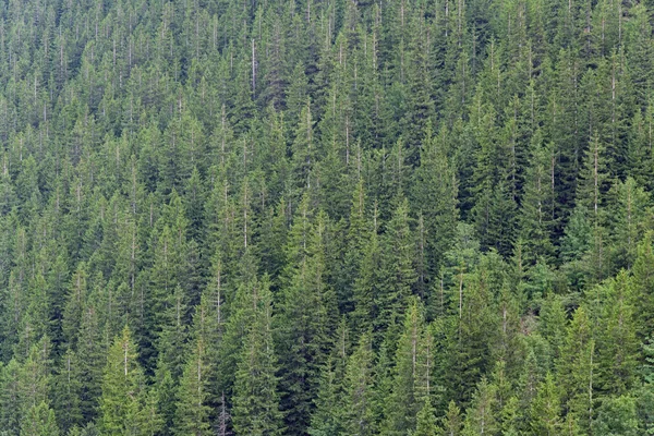 Forêt de sapins, fond vert Photos De Stock Libres De Droits