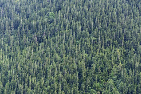 Forêt de sapins, fond vert Photo De Stock