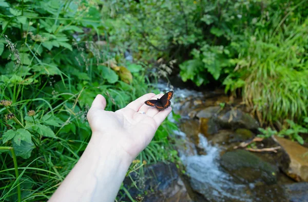 Mariposa en una palma Fotos de stock libres de derechos