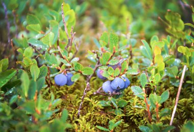 bir dalda yaban mersini