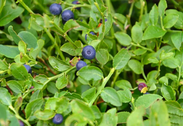 Blueberries on a branch — Stock Photo, Image