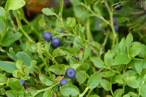 Blueberries on a branch — Stock Photo, Image