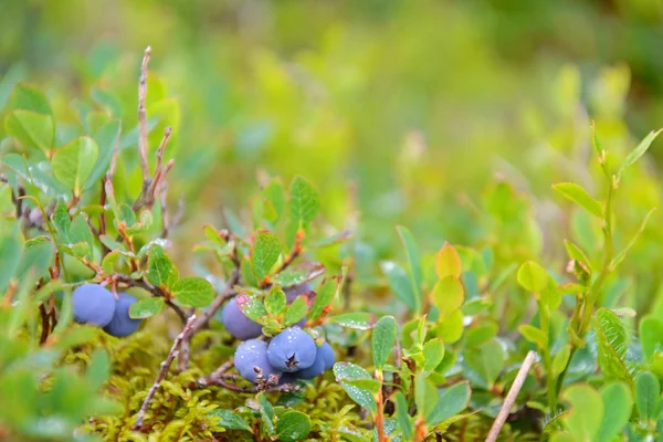 Blueberries on a branch — Stock Photo, Image