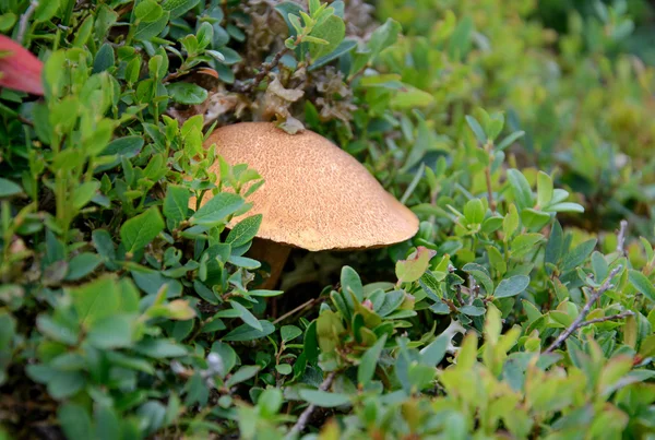 Белый гриб в траве — стоковое фото