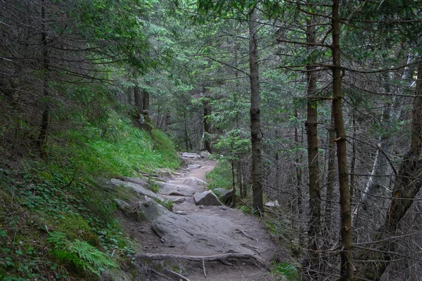 El camino en un bosque de montaña —  Fotos de Stock