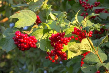 Kartopu çiçeği meyveleri ağaç dal