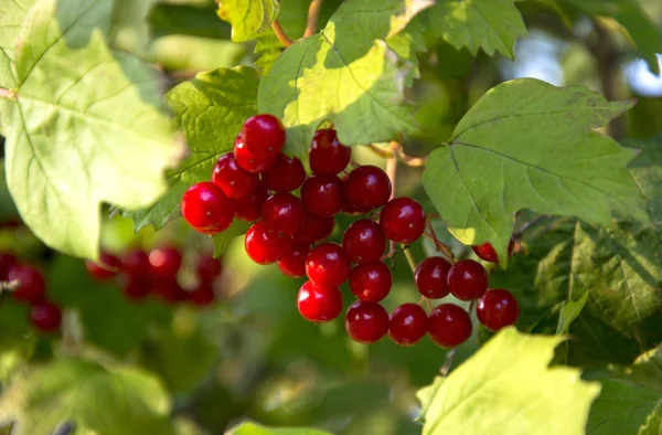 Baies de Viburnum sur une branche d'arbre — Photo