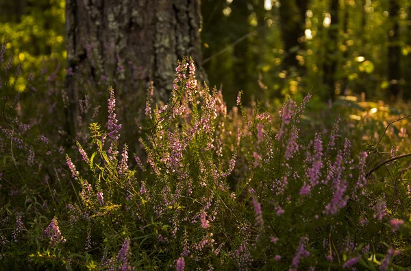 Purple flowers near a tree — Stock Photo, Image