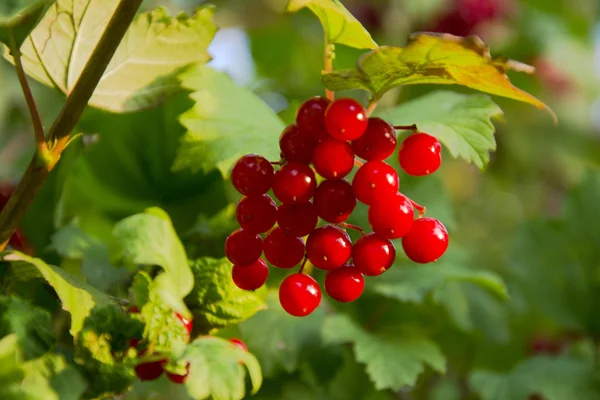Viburnum berries on a tree branch — Stock Photo, Image