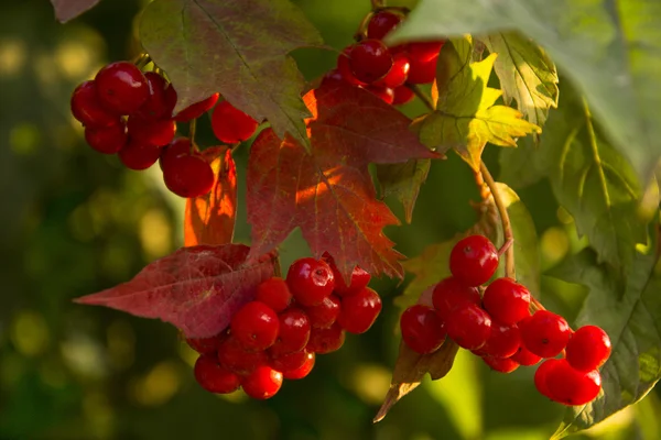 Baies de Viburnum sur une branche d'arbre — Photo