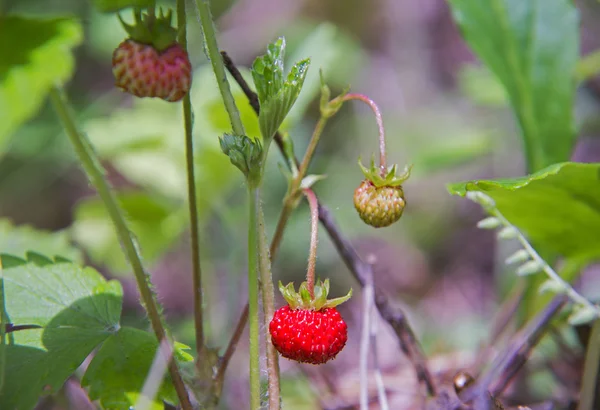 Strawberries — Stock Photo, Image